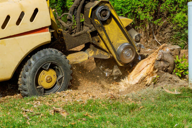 Large Tree Removal